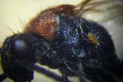 Physetopoda halensis