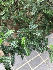 Zanthoxylum beecheyanum