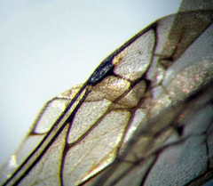 Physetopoda halensis