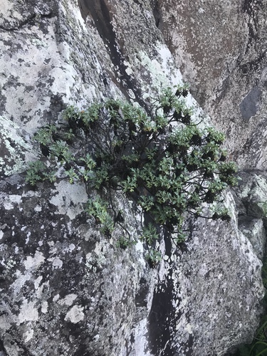 Artemisia australis