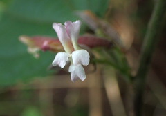 Magnoliopsida