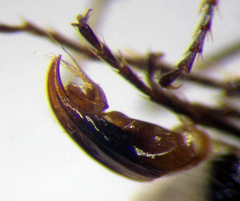 Physetopoda halensis