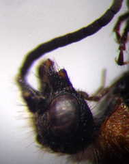 Physetopoda halensis