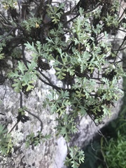Artemisia australis