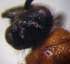 Physetopoda halensis