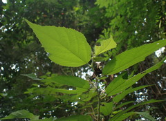 Magnoliopsida