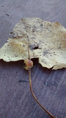 Pemphigus obesinymphae