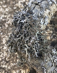Hypogymnia schizidiata