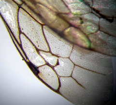 Physetopoda halensis