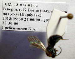 Physetopoda halensis