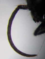 Physetopoda halensis