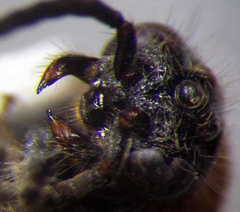 Physetopoda halensis