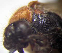 Physetopoda halensis