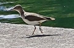 Actitis macularius