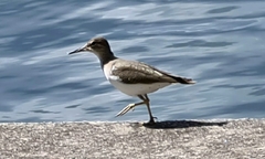 Actitis macularius