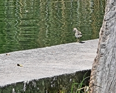 Actitis macularius