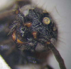 Physetopoda halensis