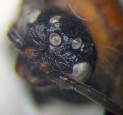 Physetopoda halensis