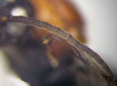 Physetopoda halensis