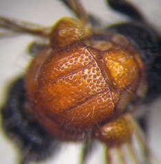 Physetopoda halensis