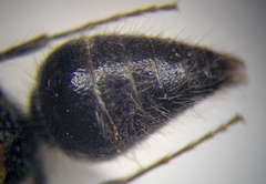 Physetopoda halensis