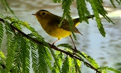 Cardellina pusilla