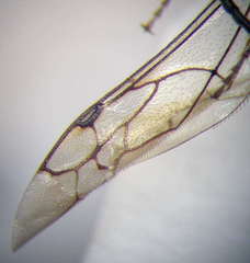 Physetopoda halensis