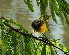 Cardellina pusilla