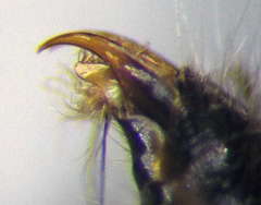 Physetopoda halensis