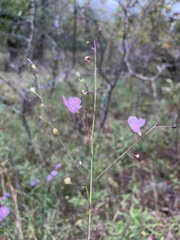 Agalinis oligophylla