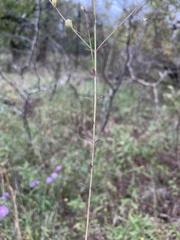 Agalinis oligophylla
