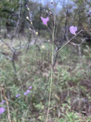 Agalinis oligophylla