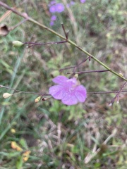 Agalinis oligophylla