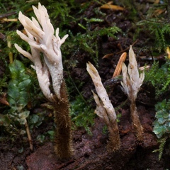 Clavulina castaneipes