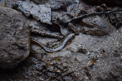 Desmognathus planiceps