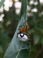 Bijoaraneus