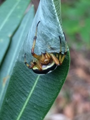 Bijoaraneus