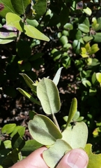 Arctostaphylos crustacea
