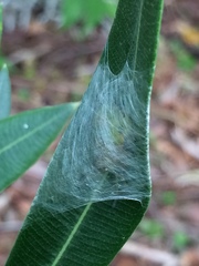 Bijoaraneus