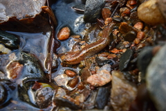 Desmognathus planiceps