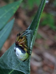 Bijoaraneus