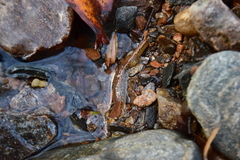 Desmognathus planiceps