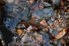 Desmognathus planiceps