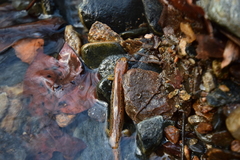 Desmognathus planiceps