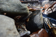 Desmognathus planiceps