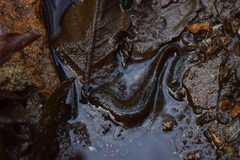 Desmognathus kanawha