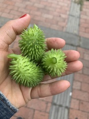 Cyclanthera brachystachya