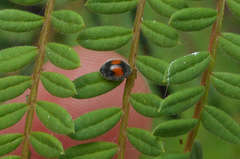 Diomus notescens