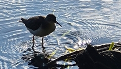 Actitis macularius