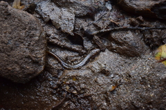 Desmognathus planiceps